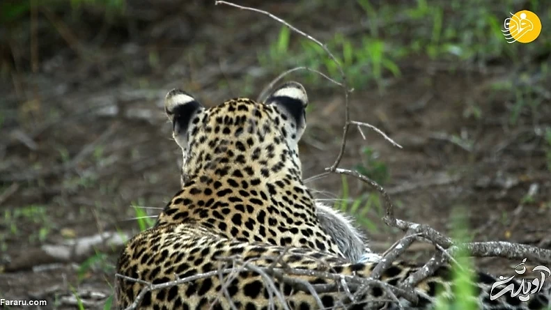 (ویدئو) حمله وحشتناک گورکن عسل&zwnj;خوار به پلنگ